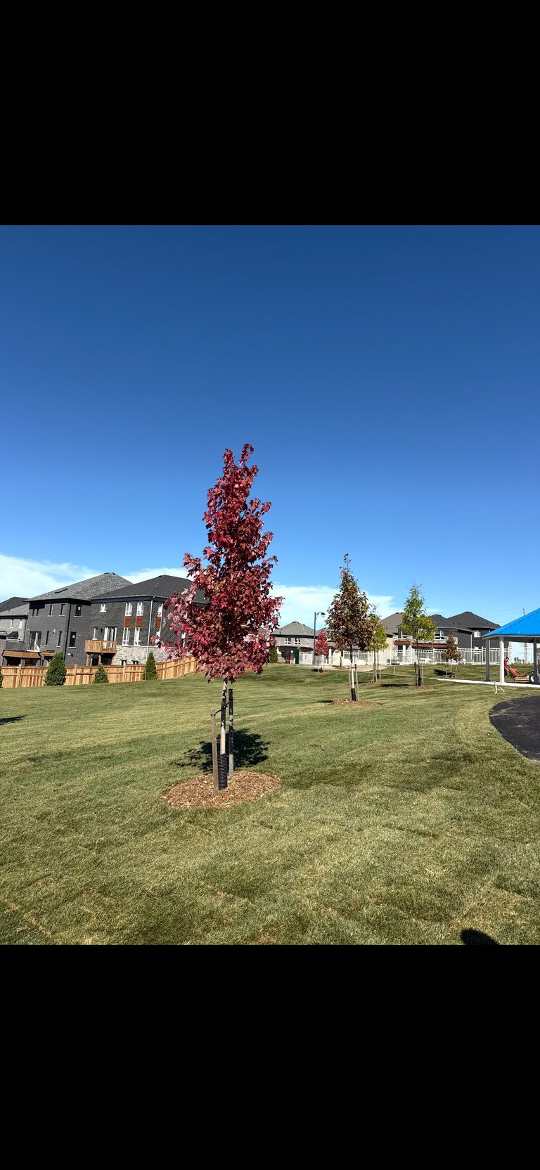 Young maple tree in neighborhood