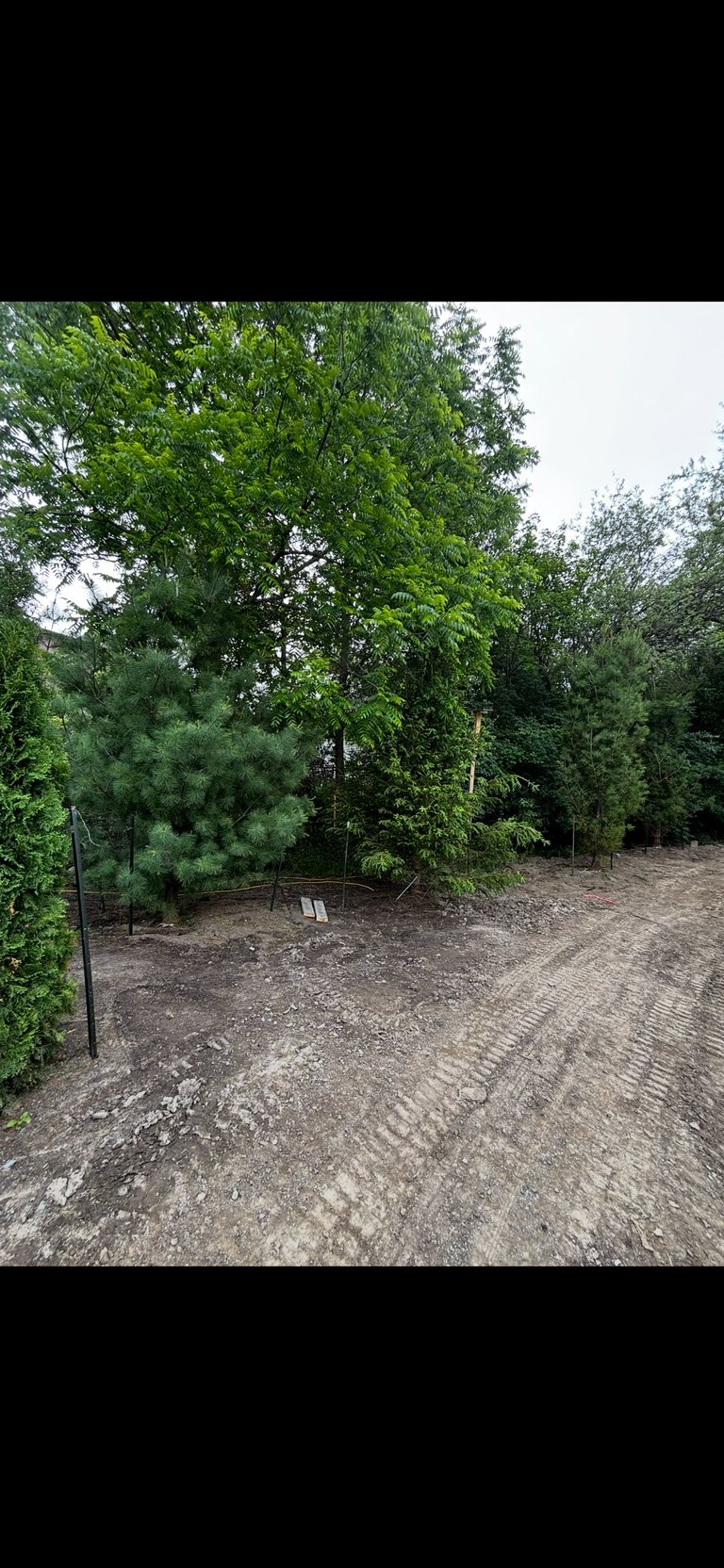 Brick paved driveway with mature trees and green foliage in a residential outdoor garden area