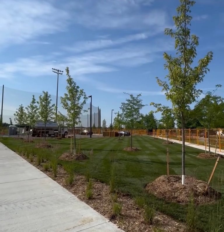 Planted trees with stakes