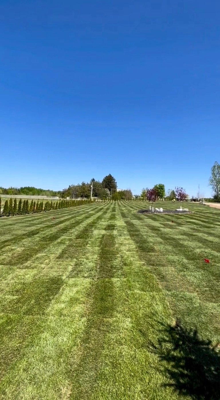 Mowed grass with clean stripes