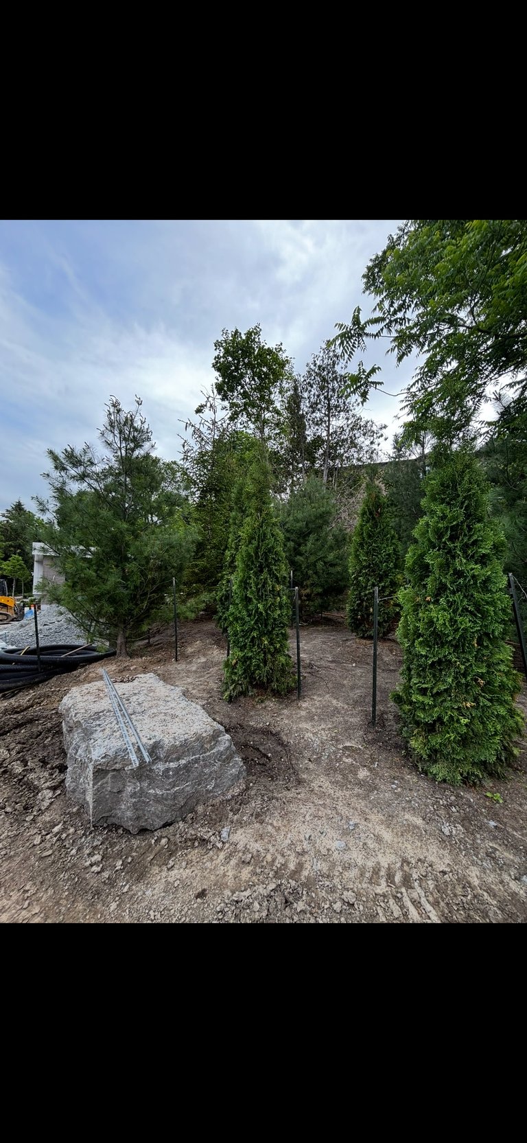 Nursery garden with several tall evergreen shrubs in mulch, a large stone, and stone wall in background under cloudy sky