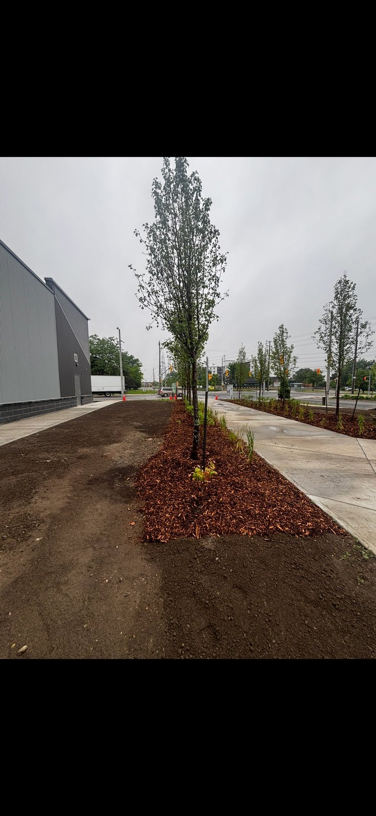 Newly planted tall trees with red mulch along a paved pathway next to a modern gray building on an overcast day